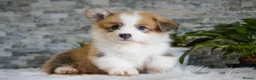 Welsh Corgi Pembroke dogs for sale: KC registered Welsh Corgi Pembroke - Advert 4