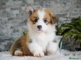 Welsh Corgi Pembroke dogs KC registered Welsh Corgi Pembroke - Advert 3