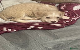 Mixed Breed dogs for sale: Puppy available  - Image 1