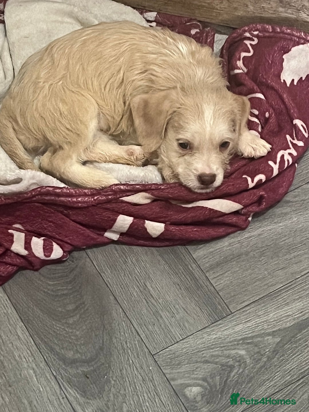 Mixed Breed dogs for sale: Puppy available  - Image 1