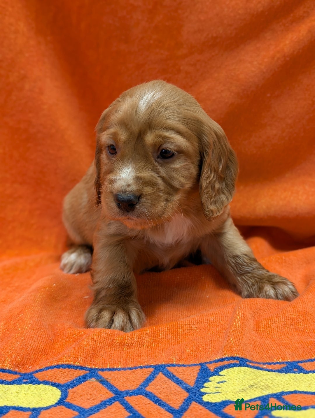Cocker Spaniel dogs for sale: Ready now! KC registered, health tested cocker  - Advert 16