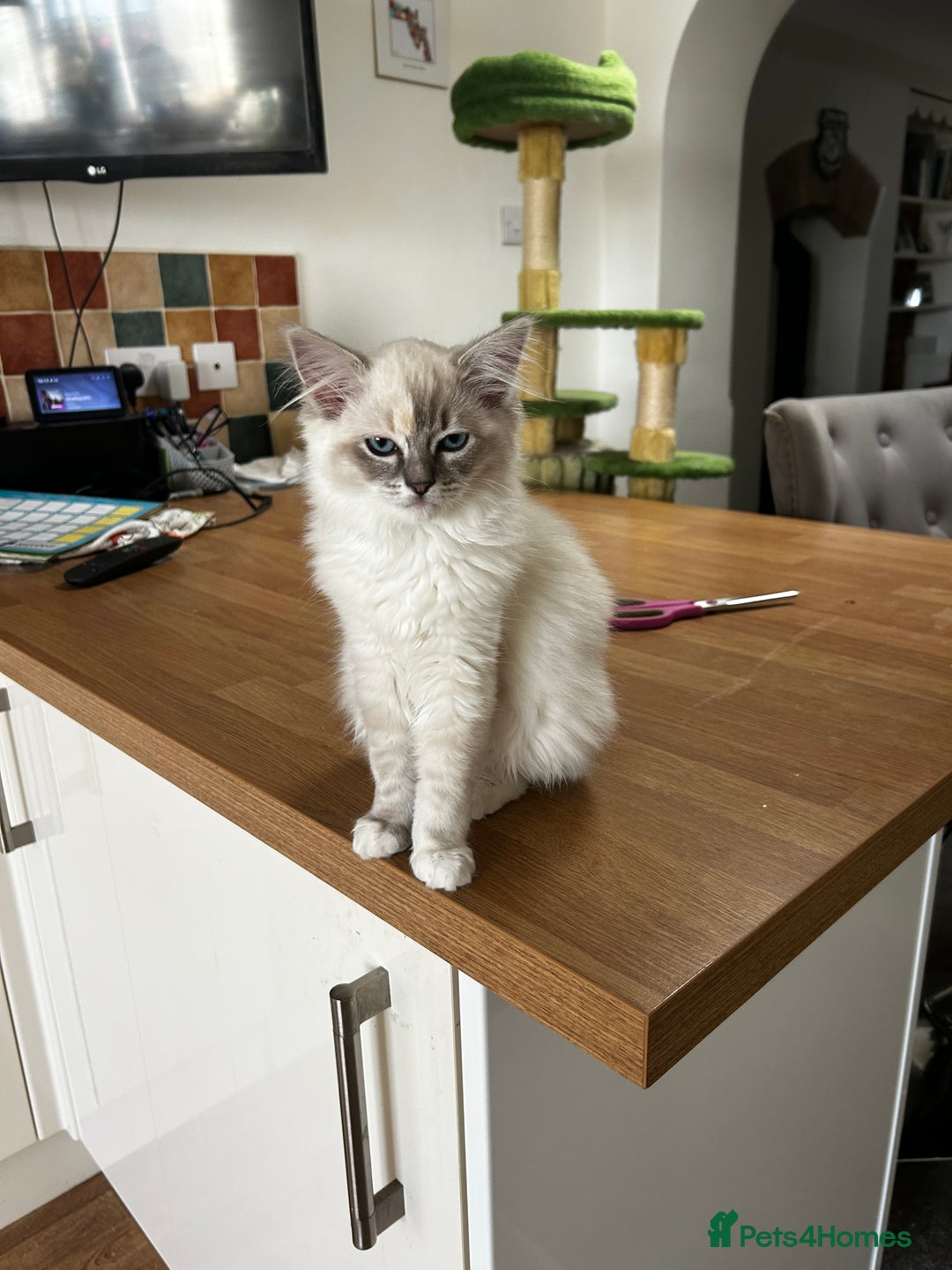 Ragdoll cats for sale: Beautiful Ragdoll Kittens  - Image 9