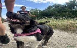 Mixed Breed dogs for adoption: Meet Merlin, currently residing in Essex  - Image 4