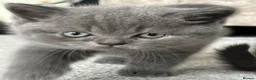 British Shorthair cats for sale: Stunning chunky British shorthair kittens  - Advert 3