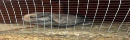 Mini Lop rabbits for sale: Belle and Fudge in Goole - Advert 4