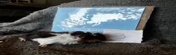Guinea Pig rodents for sale: Babies ready 2 reserve girls&boys  - Advert 11