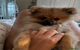 Pomeranian dogs for sale: Mini Pomeranian boy  - Image 2