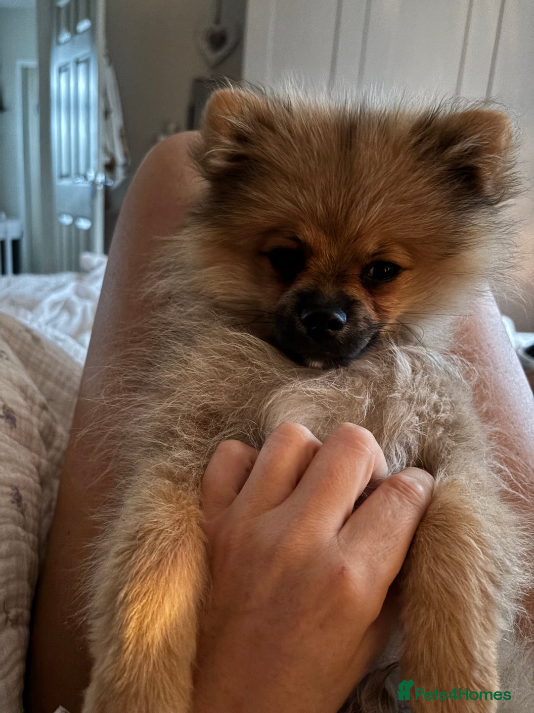 Pomeranian dogs for sale: Mini Pomeranian boy  - Image 2