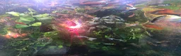 Other/Mixed Breed fish for sale: 80L Aquarium, Fish, Plants & Equipment in London - Advert 4