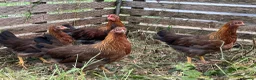 Chickens poultry for sale: Hybrid hens, chicks, growers, pullets - Advert 8