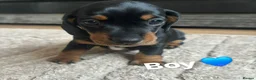 Miniature Dachshund dogs for sale: Miniature Dachshunds  - Advert 22