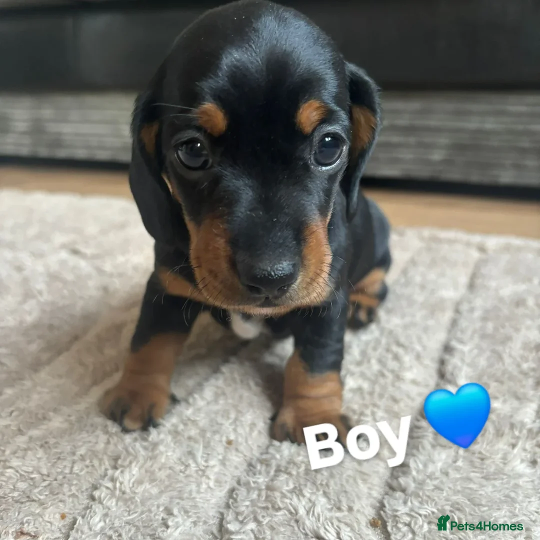 Miniature Dachshund dogs for sale: Miniature Dachshunds  - Advert 22