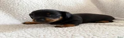 Miniature Dachshund dogs for sale: Stunning Miniature Dachshunds - Advert 26