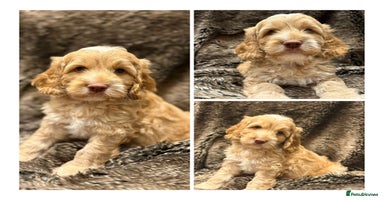 Cockapoo dogs - Advert 13