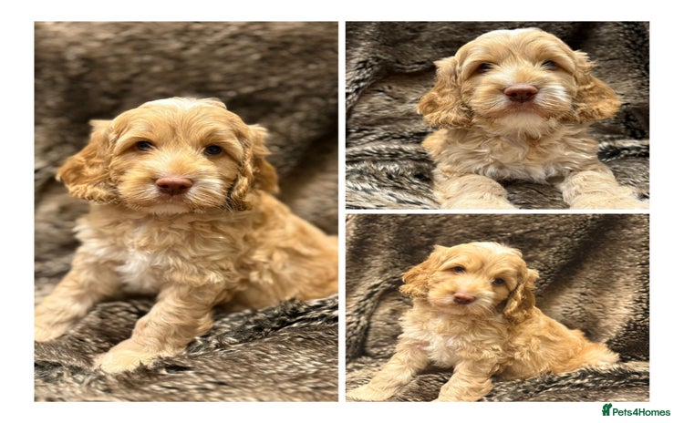 Cockapoo dogs - Advert 9