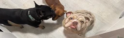 English Bulldog dogs for sale: Beautiful English Bulldog  - Advert 7