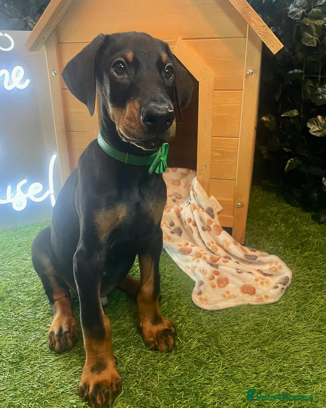 Dobermann dogs for stud: 💥 Proven Stud Available – Cerberus 💥 in Swansea - Advert 16