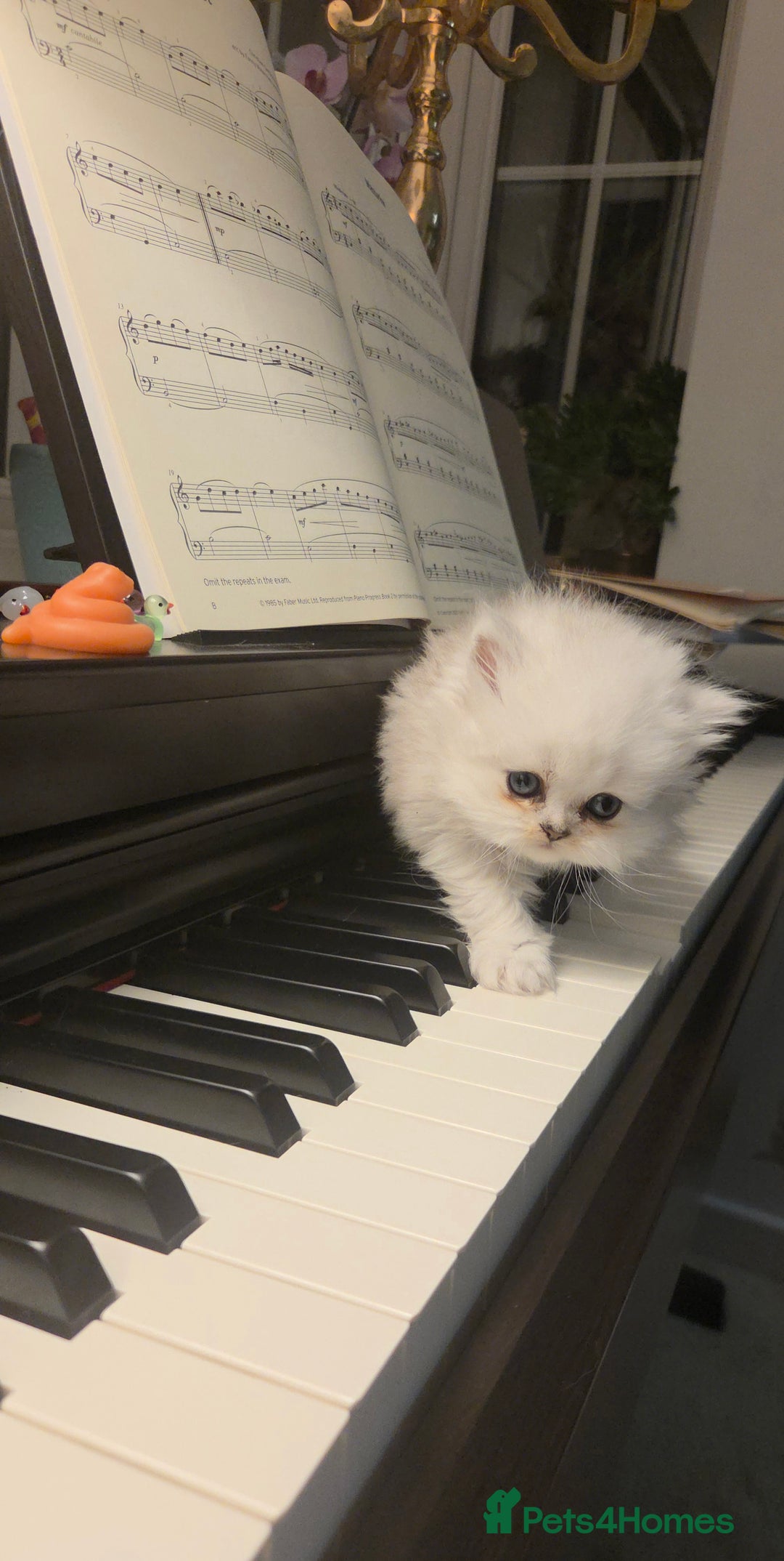 Persian cats for sale: Silvertip Chinchilla Persian- Boy & Girl Available - Advert 12