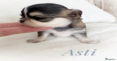 Chihuahua dogs - Advert 3