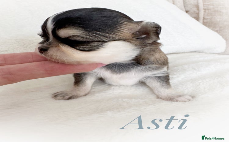 Chihuahua dogs - Advert 2