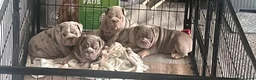 English Bulldog dogs for sale: English bulldog puppies ready to leave  - Advert 2