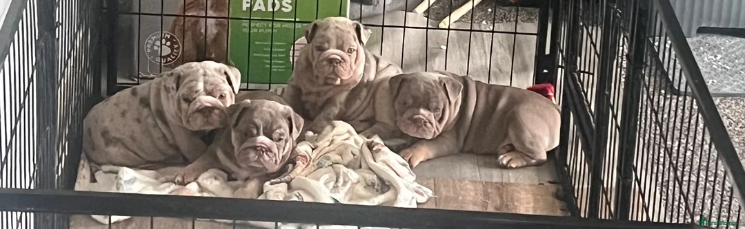 English Bulldog dogs for sale: English bulldog puppies ready to leave  - Advert 2