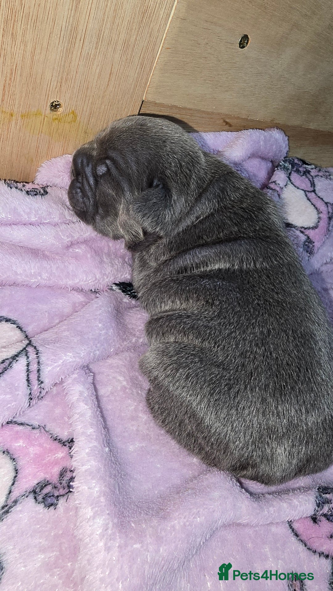 French Bulldog dogs for sale: Stunning french bulldog puppies - Advert 8