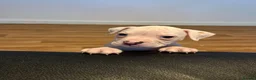 American Bulldog dogs for sale: NEBBR Papers!  - Advert 1