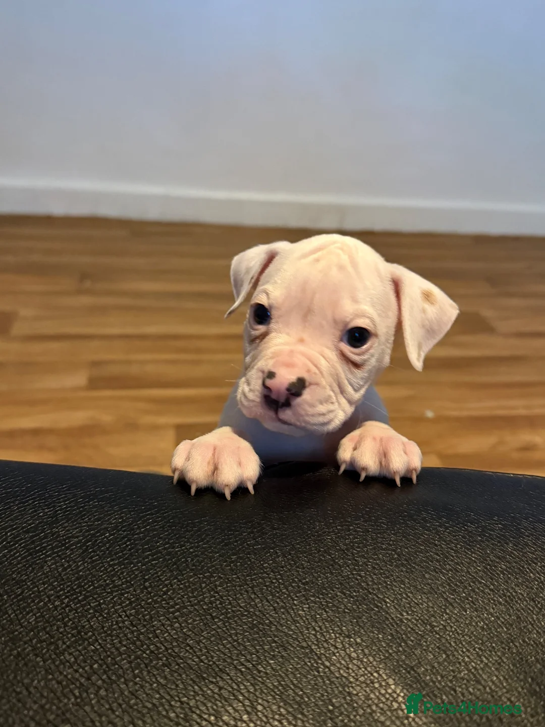 American Bulldog dogs for sale: NEBBR Papers!  - Advert 1