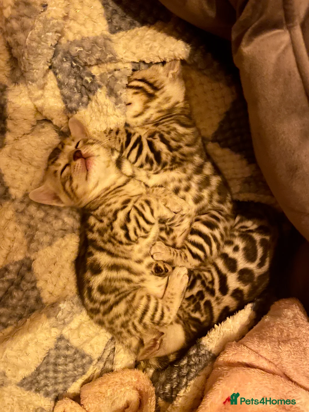 Bengal cats for sale: Pure Bengal Kittens  - Advert 19