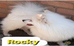 Pomsky dogs for sale: Pomsky boy F2 for new home  - Image 2