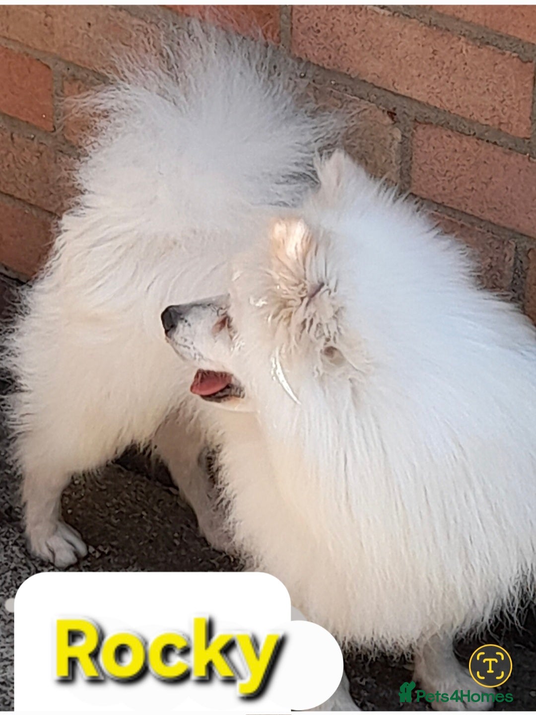 Pomsky dogs for sale: Pomsky boy F2 for new home  - Image 2