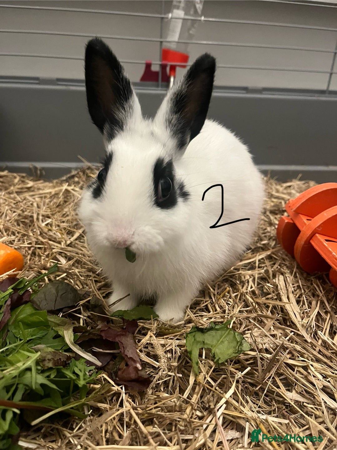 Mixed Breed rabbits for sale: 2 female rabbits  - Advert 3