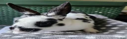 Rex rabbits for sale: Rex & Mini Rex Kits Available - Advert 21