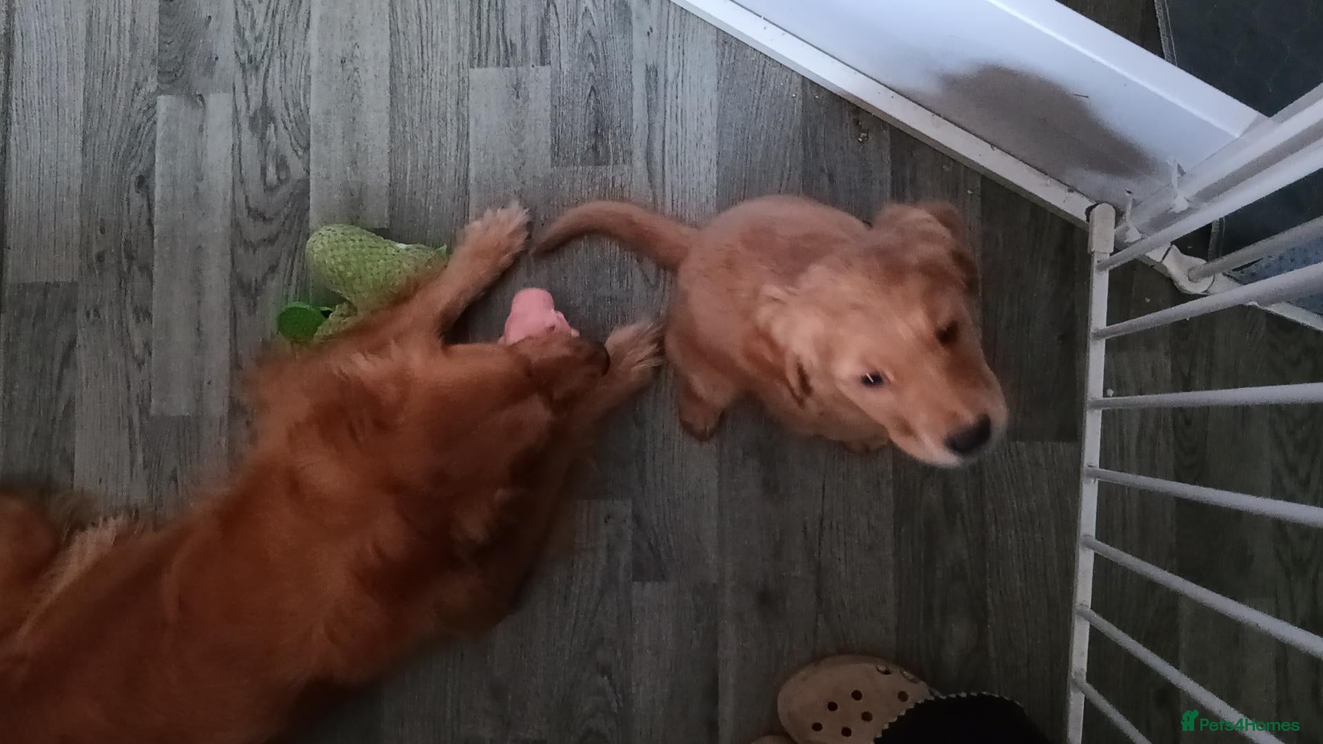 Golden Retriever dogs for sale: 1 boy ready to leave KC reg Red Golden retriever - Advert 6