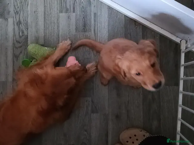 Golden Retriever dogs for sale: 1 boy ready to leave KC reg Red Golden retriever - Advert 6