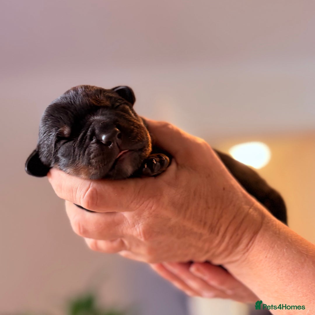 Rottweiler dogs for sale: 4 Gorgeous Rottweiler Puppies - Advert 3