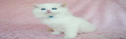 Ragdoll cats for sale: Stunning Ragdolls Available Now. - Advert 8