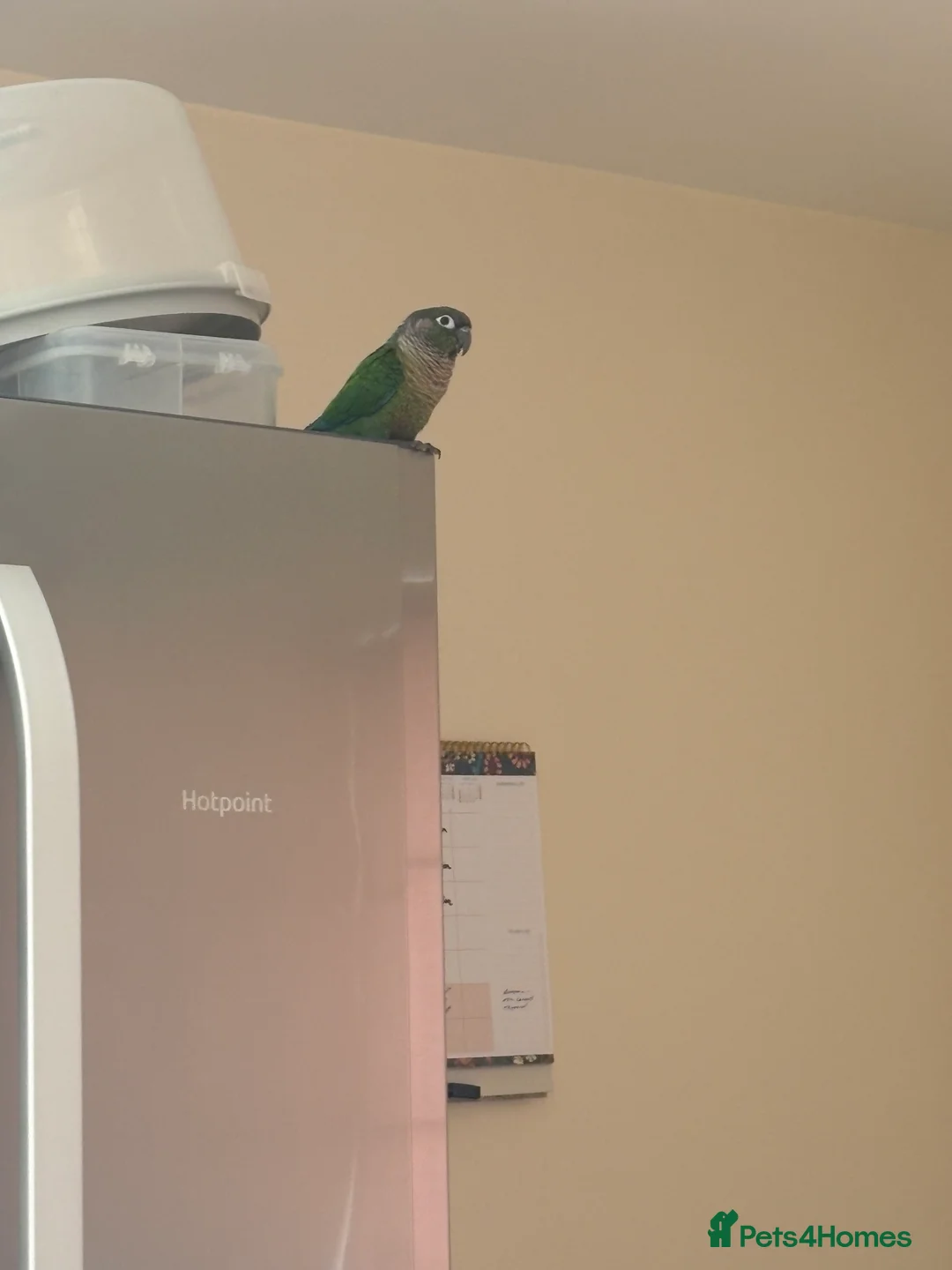 Conures birds for sale: Concure Green Cheek  in Swindon - Advert 1