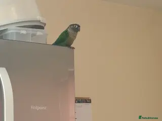 Conures birds Concure Green Cheek in Swindon - Advert 1