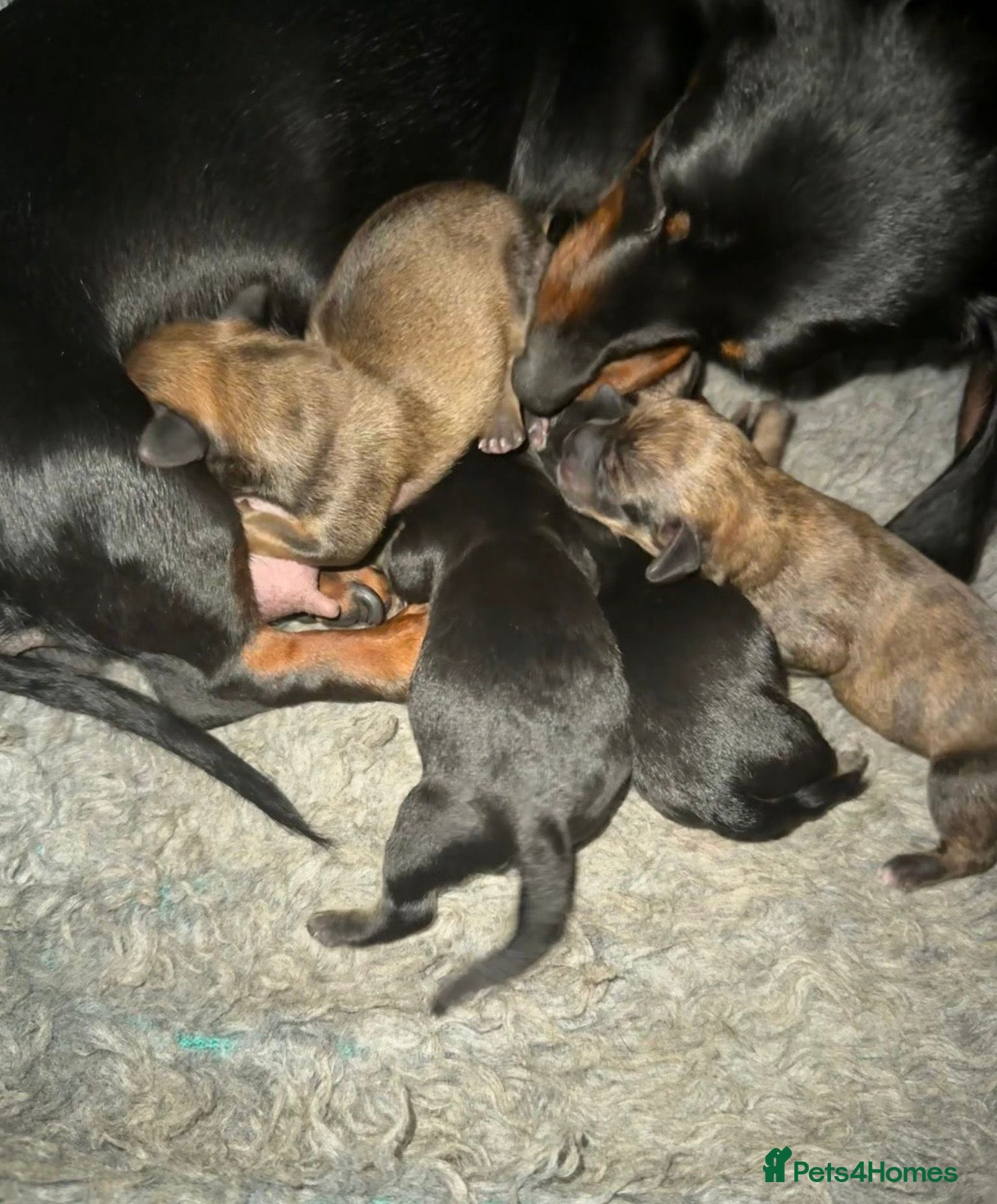 Jackshund dogs Tiny beautiful Jackhund puppies 🐶  - Advert 2