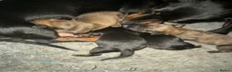 Jackshund dogs for sale: Tiny beautiful Jackhund puppies 🐶  - Advert 2