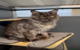 Maine Coon cats for sale: Black smoke maine coon boy Smokey - Image 3