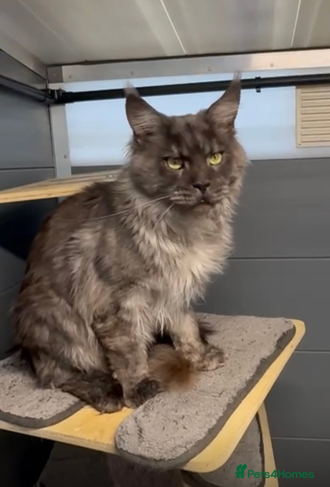 Maine Coon cats for sale: Black smoke maine coon boy Smokey - Image 3