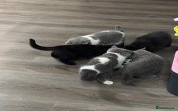 British Shorthair cats for sale: Only 2 rare Black British Shorthair kittens left  - Image 12