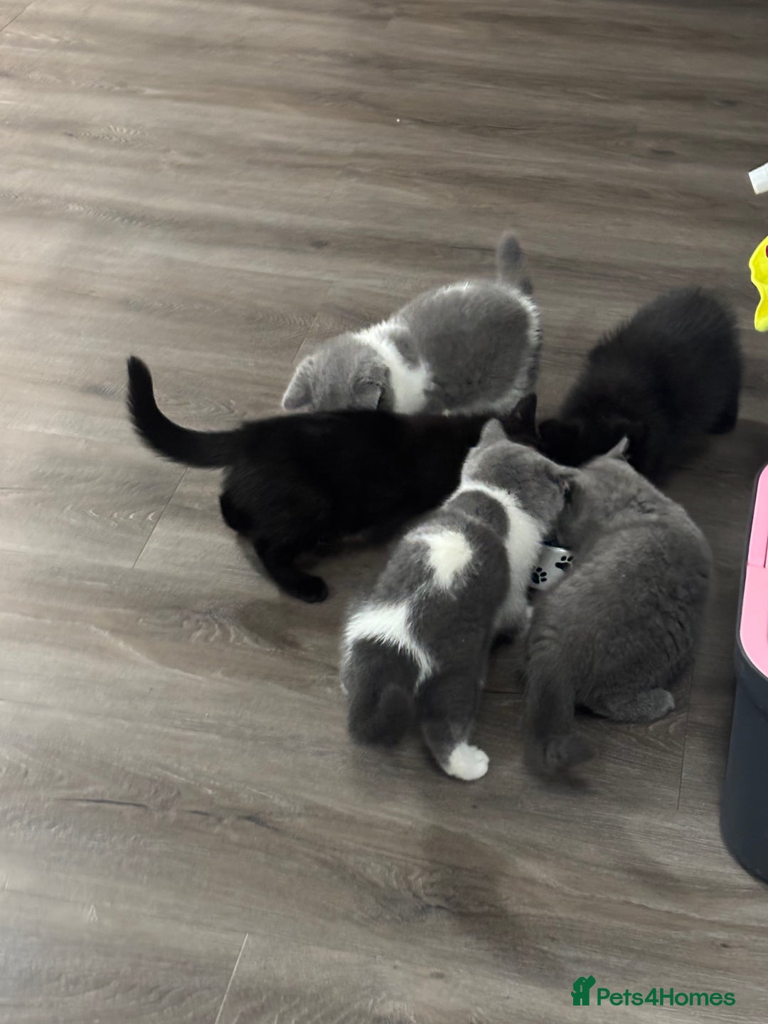 British Shorthair cats for sale: Only 2 rare Black British Shorthair kittens left  - Image 12