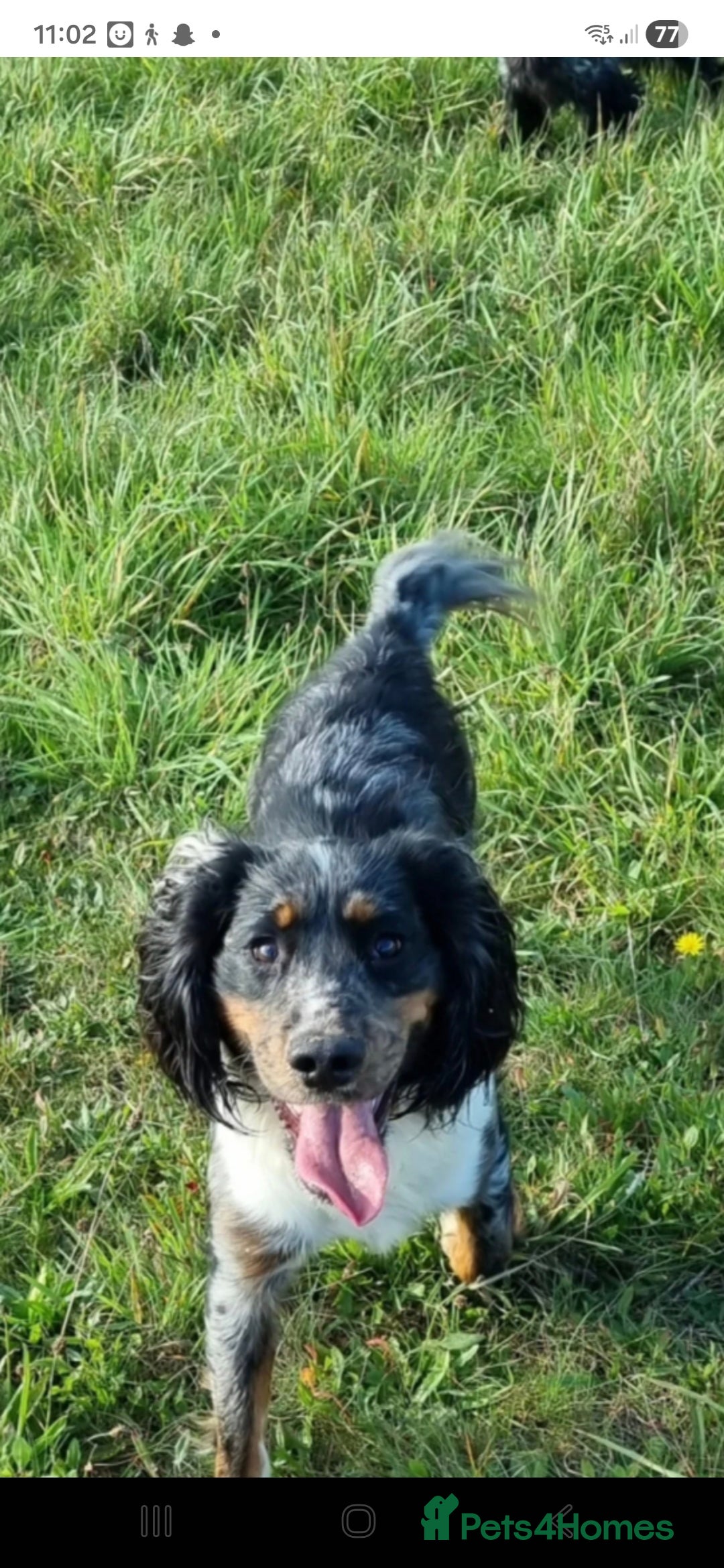 Cocker Spaniel dogs for sale: Kc registered litter - Advert 20