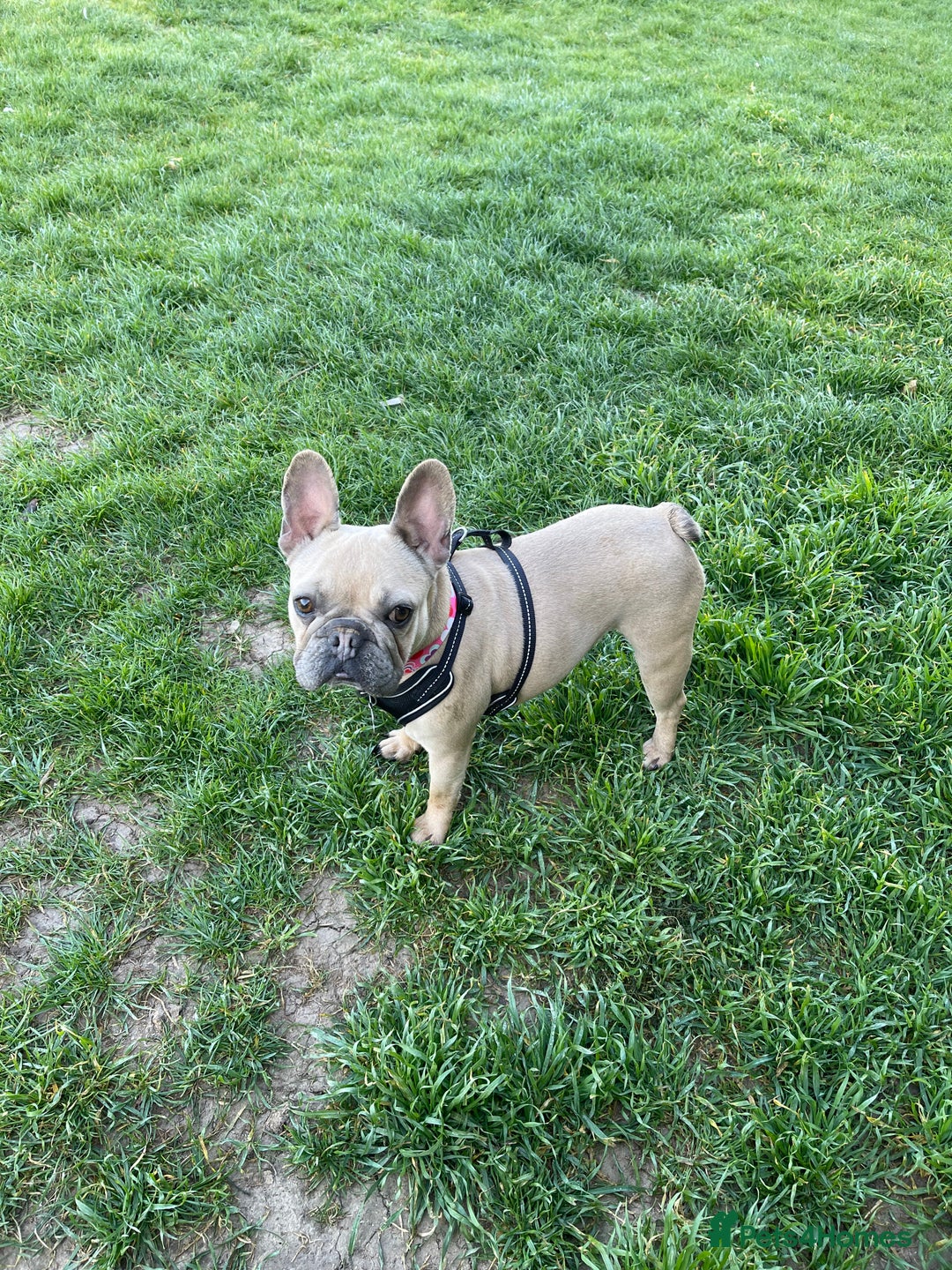 French Bulldog dogs for sale: Gorgeous blue fawn frenchie girl for sale  - Advert 3