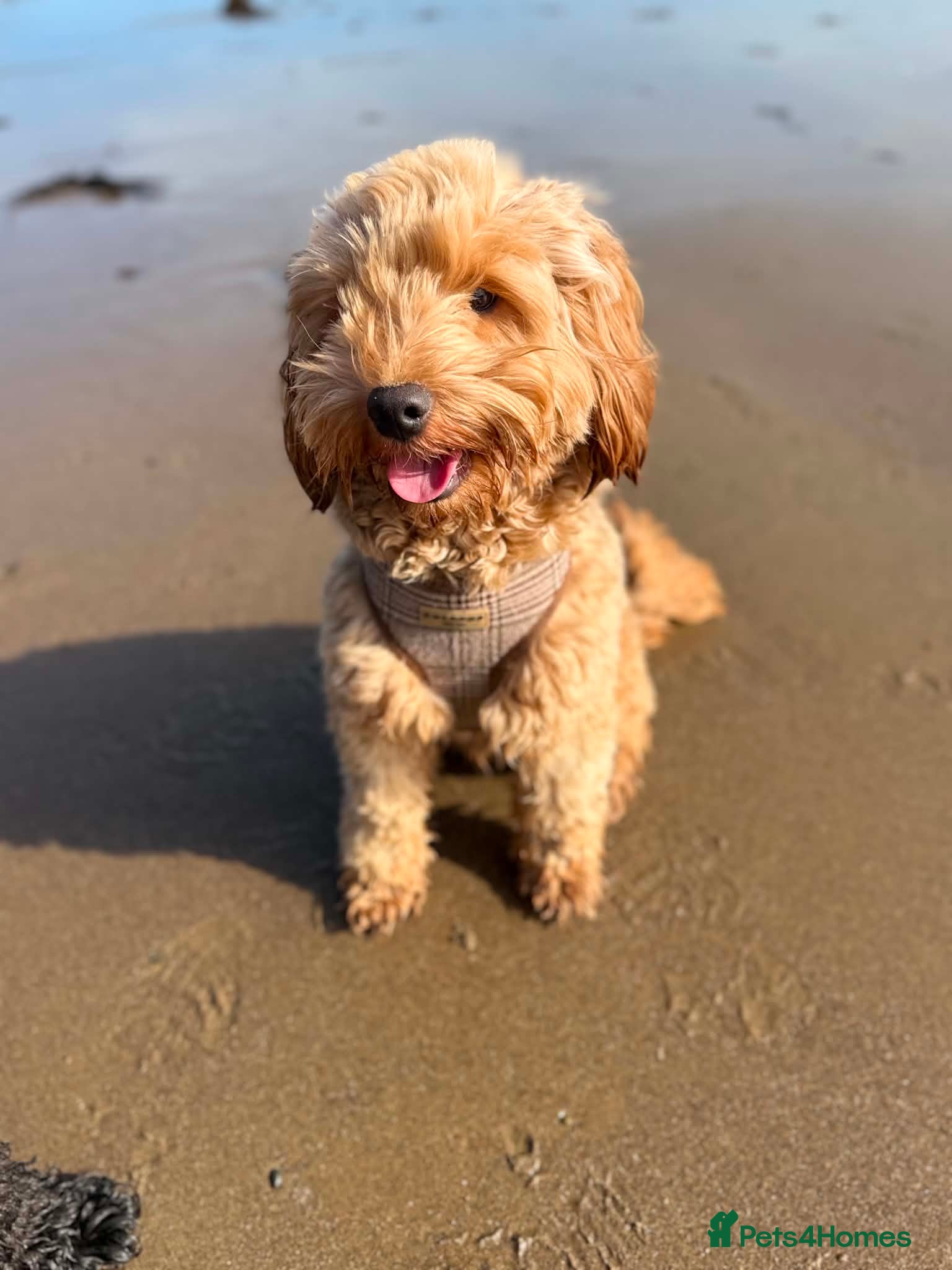 Cockapoo dogs for stud: I have a stunning Toy F2 Cockapoo for stud  in Saltburn-by-the-Sea - Advert 3