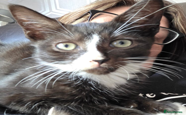 Mixed Breed cats - Advert 5